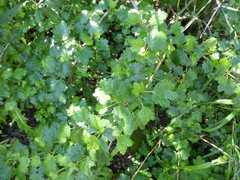 Ribes aureum