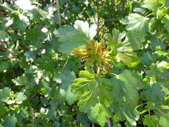 Ribes aureum