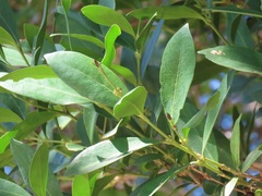 Tricalysia sonderiana