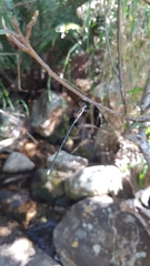 Chlorolestes conspicuus