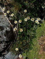 Celmisia bellidioides