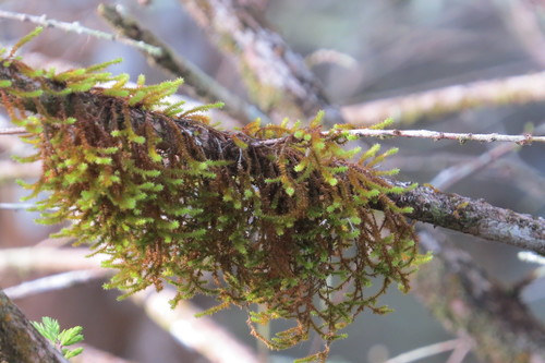 Cryphaea filiformis