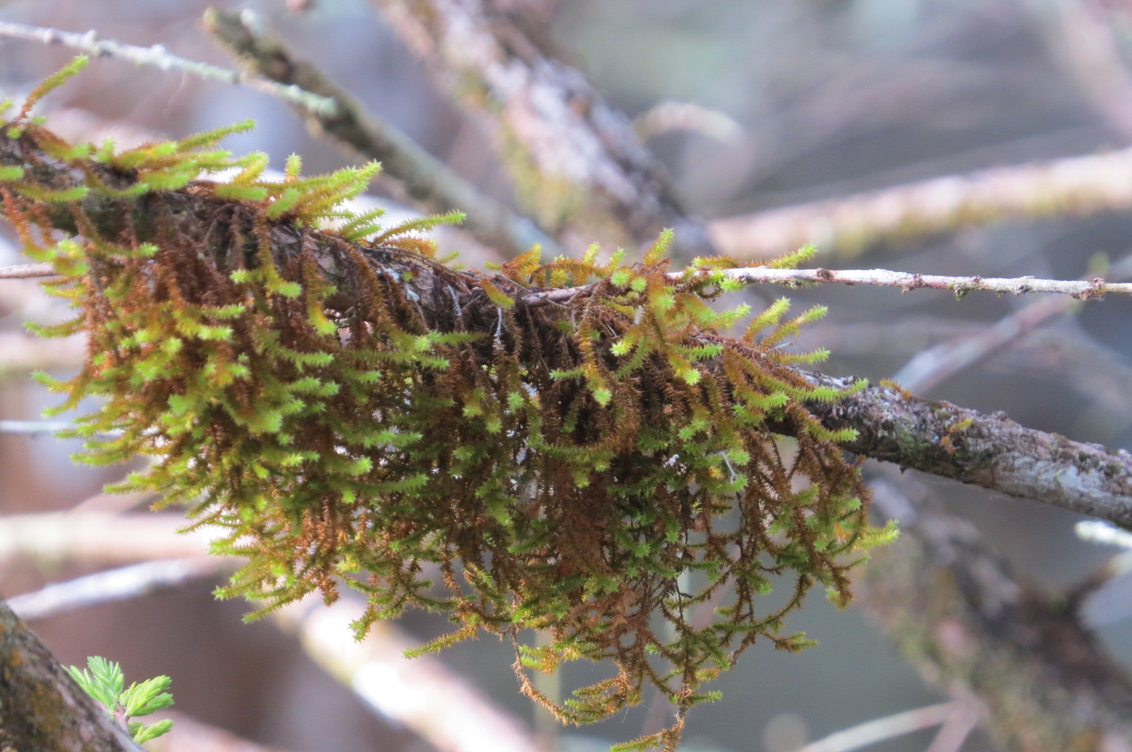 Cryphaea filiformis