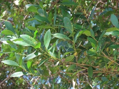 Tricalysia sonderiana