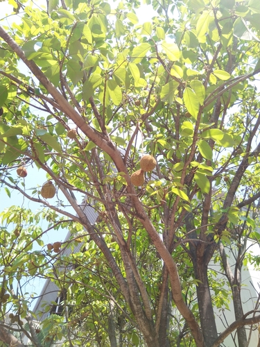 Sterculia alata