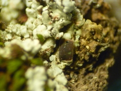 Trapeliopsis glaucopholis