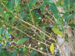 Tricalysia sonderiana