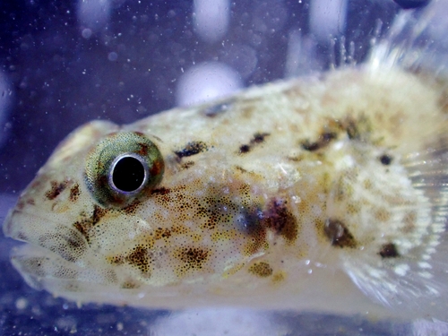 Hong Kong frillfin goby (Bathygobius hongkongensis) — Gobiidae — 3