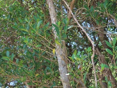 Tricalysia sonderiana