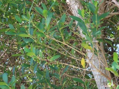 Tricalysia sonderiana
