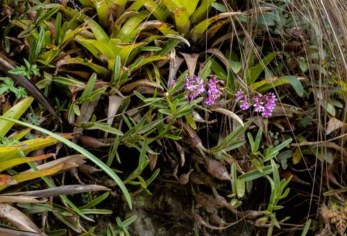 Funky Orchid (Epidendrum blepharistes)
