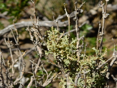 Atriplex lampa