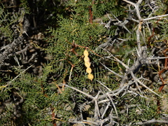 Prosopis flexuosa