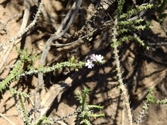 Junellia seriphioides