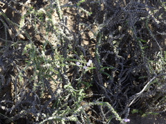 Junellia seriphioides