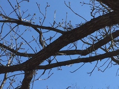 Melanerpes carolinus