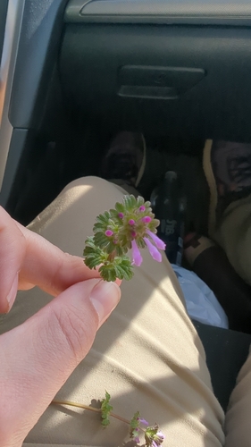 henbit deadnettle