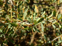 Berberis grevilleana