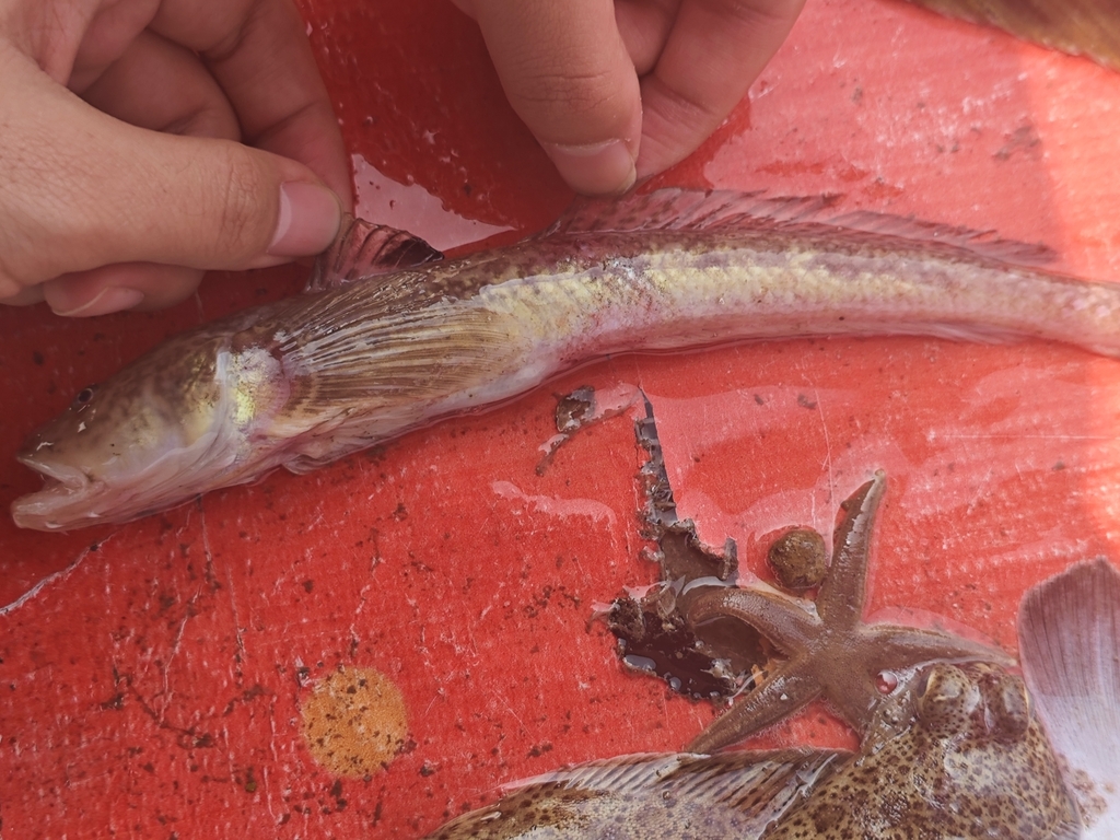 Branded Goby
