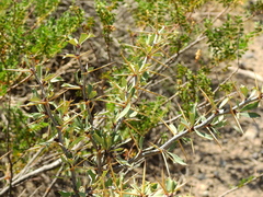 Berberis grevilleana
