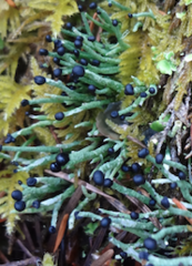 Pilophorus acicularis