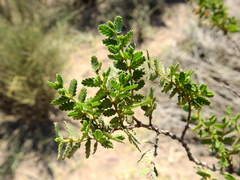 Larrea nitida