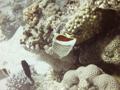 Chaetodon paucifasciatus
