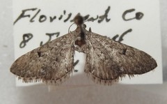 Eupithecia nabokovi