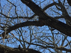 Melanerpes carolinus