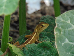 Calotes versicolor