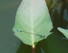 Ischnura senegalensis
