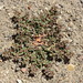 Euphorbia klotzschii - Photo (c) Guillermo Debandi, some rights reserved (CC BY), uploaded by Guillermo Debandi