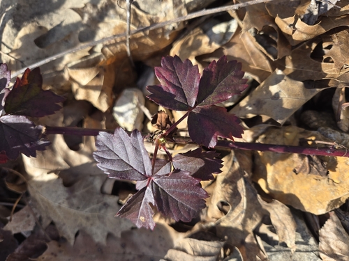 Enslen's dewberry (Rubus enslenii)