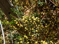 Larrea nitida
