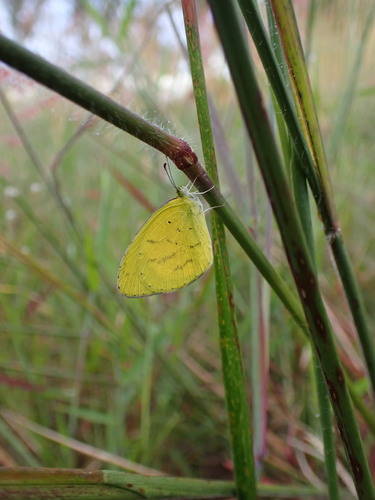 Broad-bordered Grass Yellow