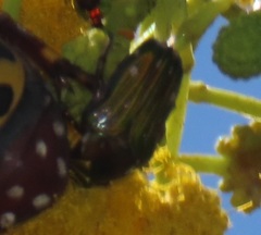 Leucocelis aeneicollis