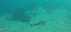 Carcharhinus obscurus