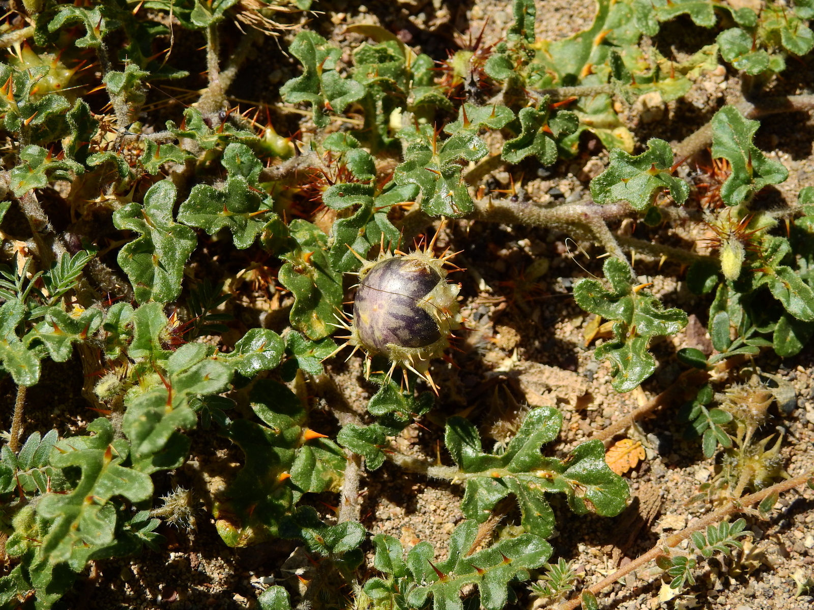Solanum euacanthum
