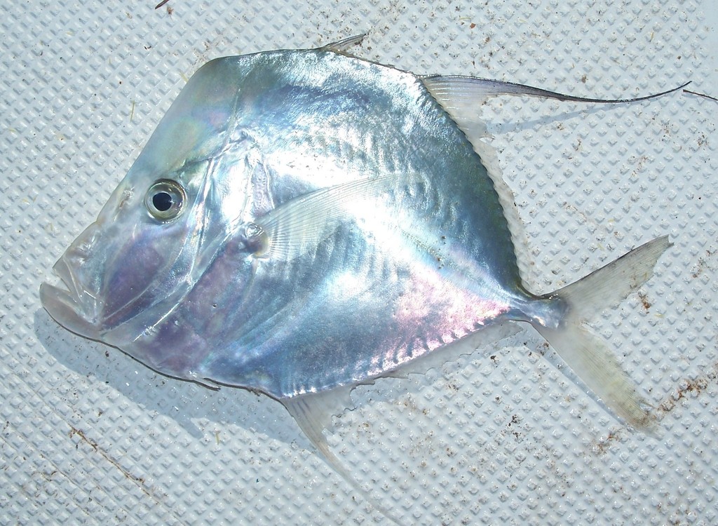Mexican Lookdown