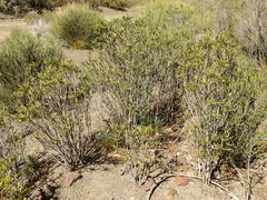 Colliguaja integerrima