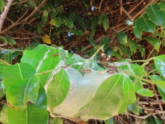 Landolphia kirkii