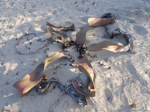 Welwitschia