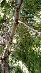 Calocedrus decurrens