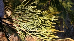 Calocedrus decurrens