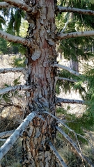 Calocedrus decurrens