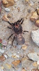 Harpactirinae