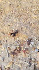 Harpactirinae