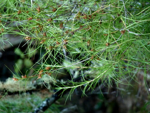 Dracophyllum urvilleanum observed 2026-03-12