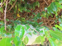 Landolphia kirkii