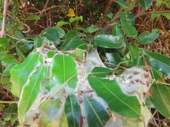 Landolphia kirkii